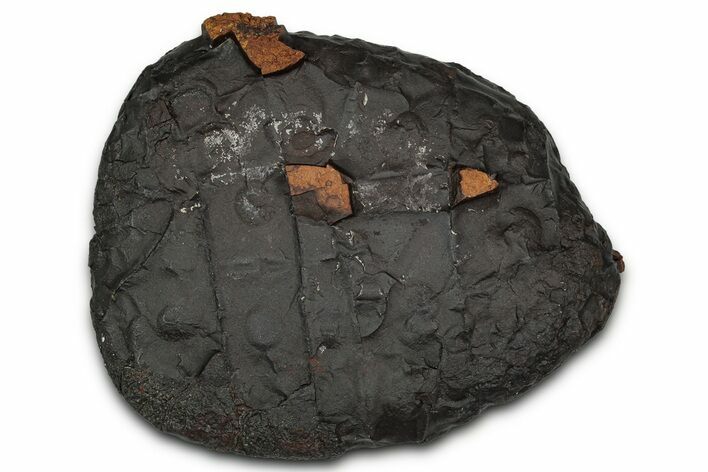 Dragon Scale Stone (Iron, Manganese, Siderite Nodule) #350204